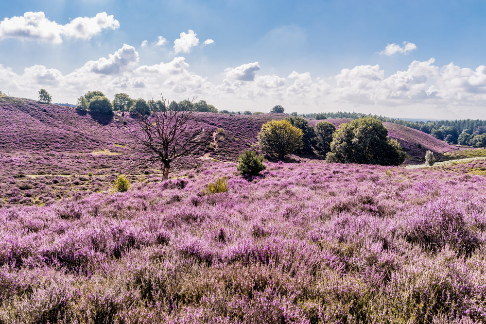 Fietsen en wandelen over de veluwe